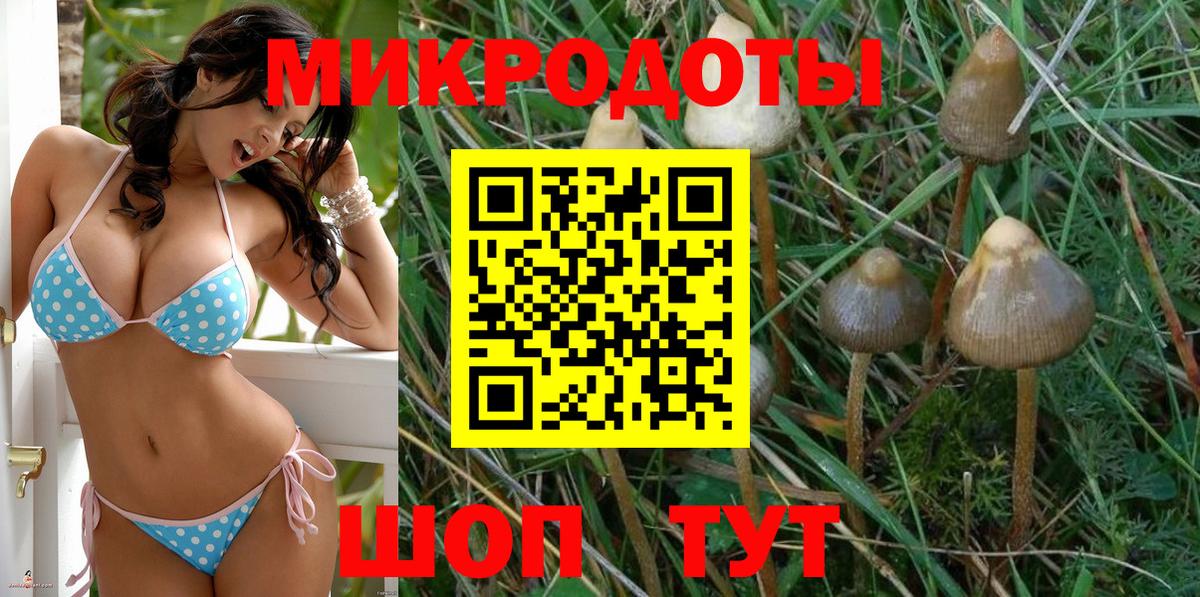Псилоцибиновые грибы Psilocybe Салехард